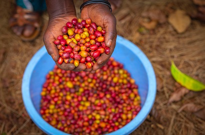 Rwanda's agricultural exports revenues surge 45%