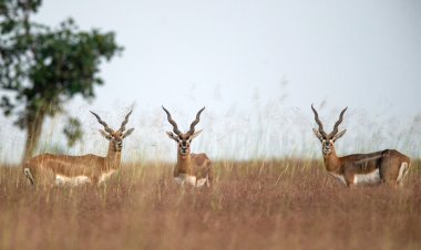 WWF calls for robust measures to reverse habitat loss in Africa