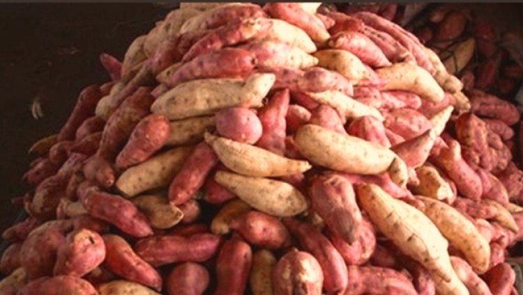 EAC embarks on project to improve regional trade in seed potatoes