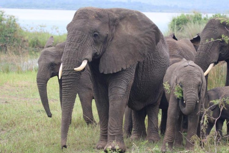 African lobby says elephants' survival at stake amid conflicts with humans.