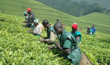 Rwanda’s real GDP to grow by 8.3% this year: IMF