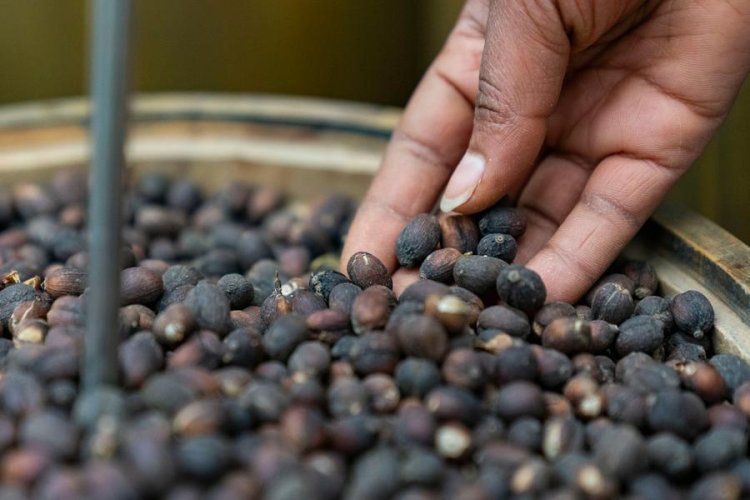 Rwanda's unemployment rate falls to 12.4% in 2025
